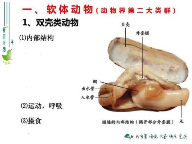 软体动物的特征是什么