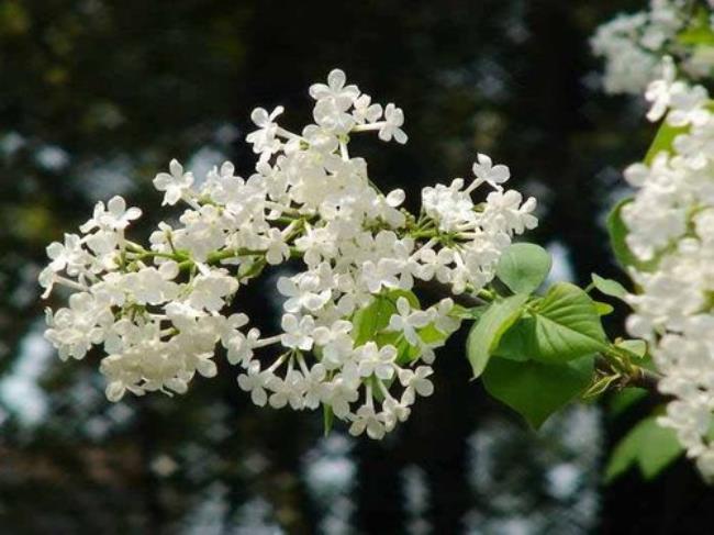 丁香花谢了后能结果实吗