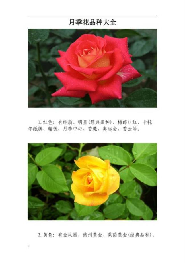 关中种什么月季花