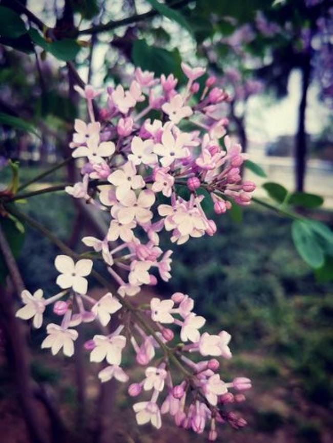 丁香节是几月几日开花