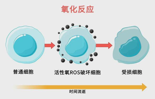 α效应和贝塔效应作用