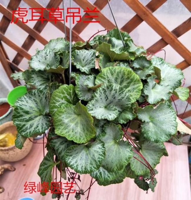 金丝吊芙蓉的种植方法