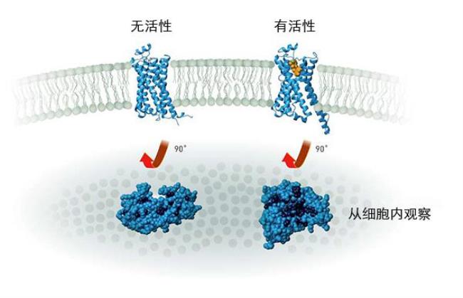 受体的化学本质是什么