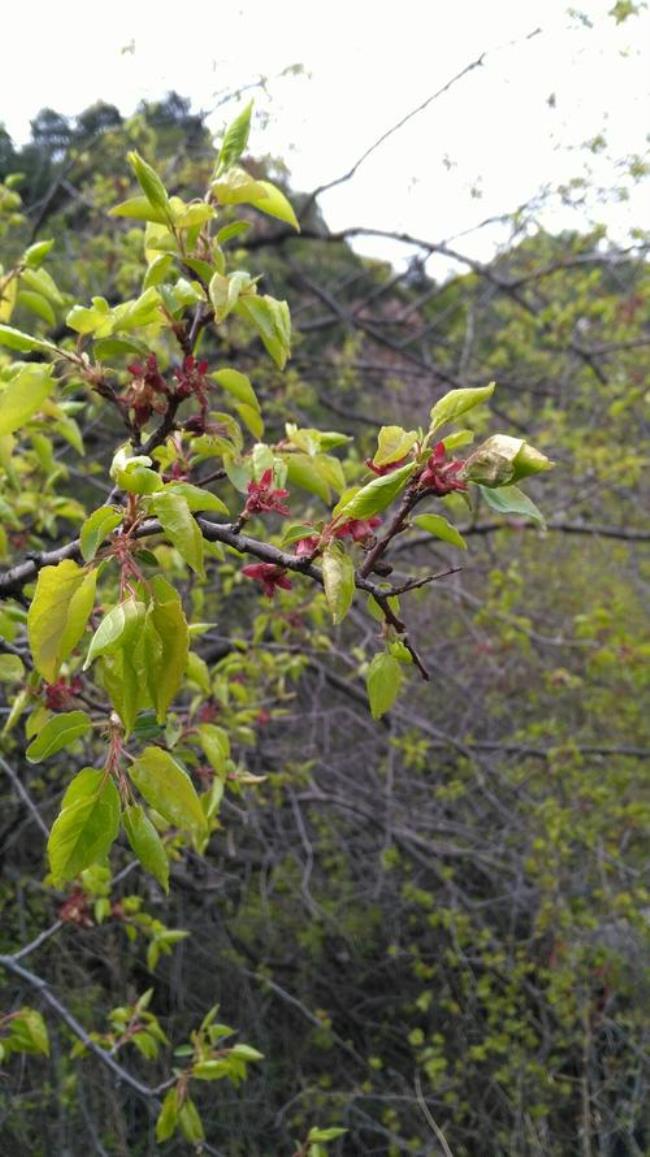 山桃开花时有叶子吗