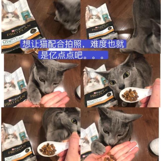 猫条可以拌猫粮吗