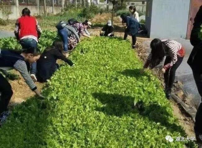 食堂厨师偷菜的处罚