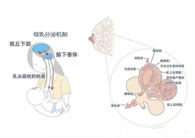 为什么孩子出生就会吃奶