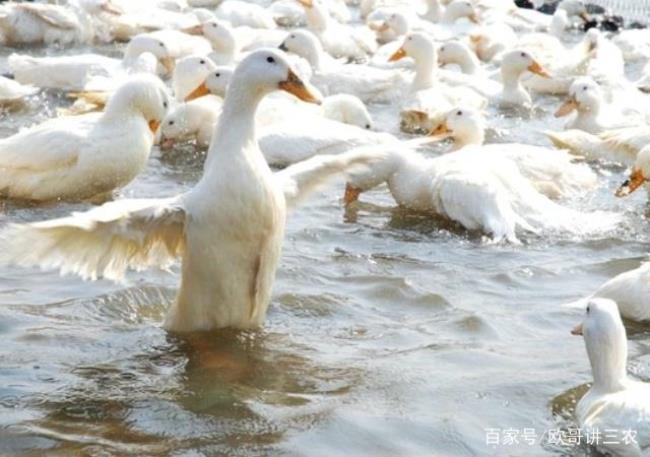 为什么鸭子七天能成年