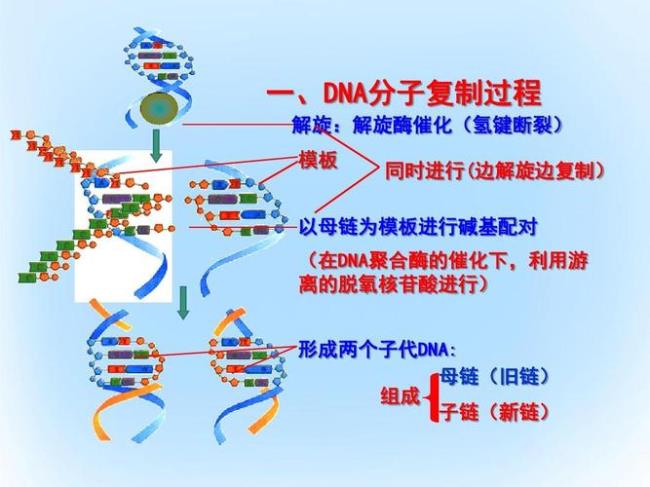 双向复制指哪两个向