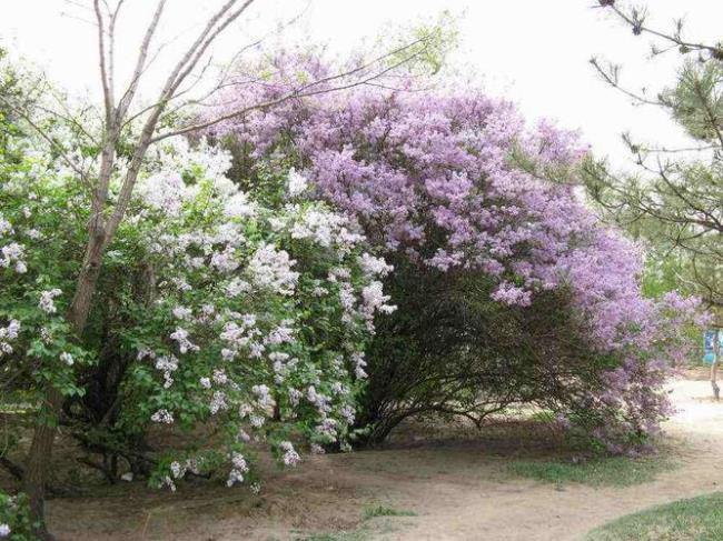 南方可以种植丁香花吗