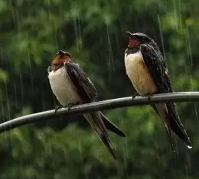 春雨如丝的意思