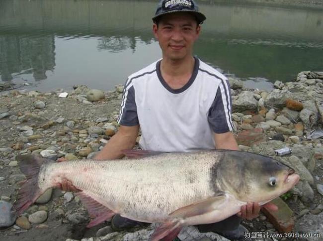 80cm浅水怎么钓鲢鳙