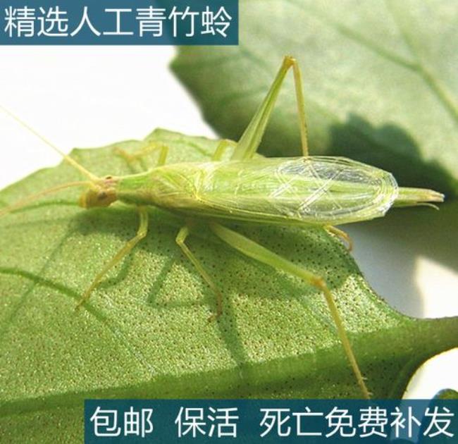 吉尔昆虫饲养方式