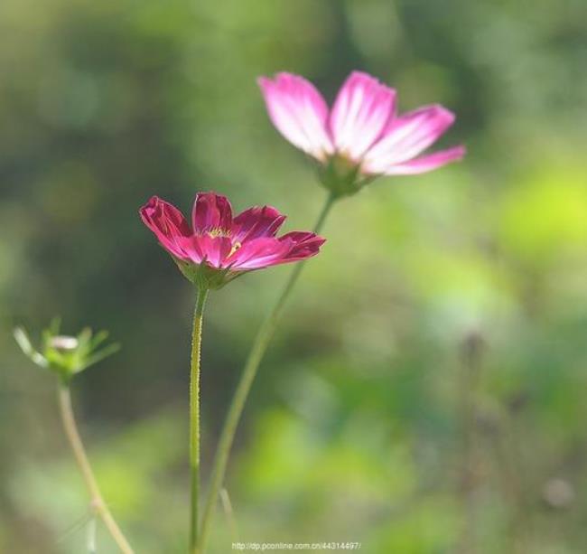 送你一朵格桑花原唱