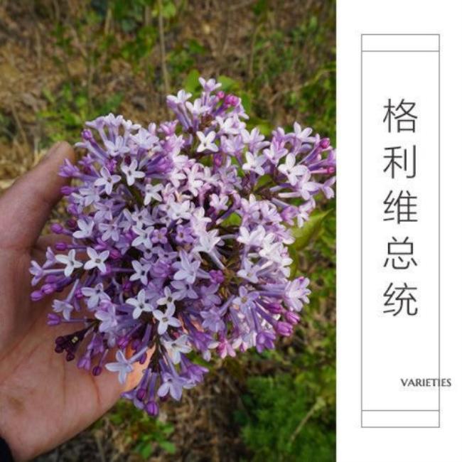 丁香花适合在广西种植吗