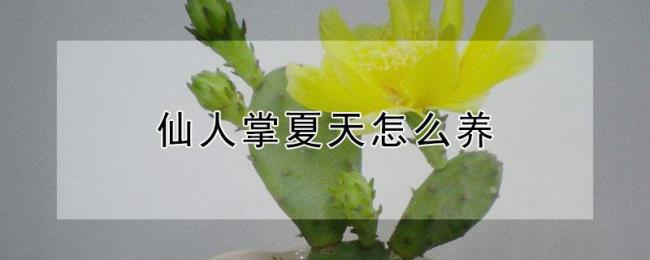 夏天的仙人掌有什么特点