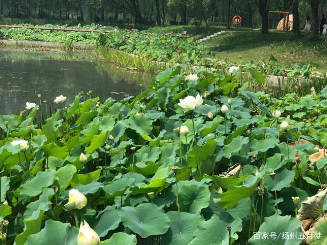 莲叶是什么季节