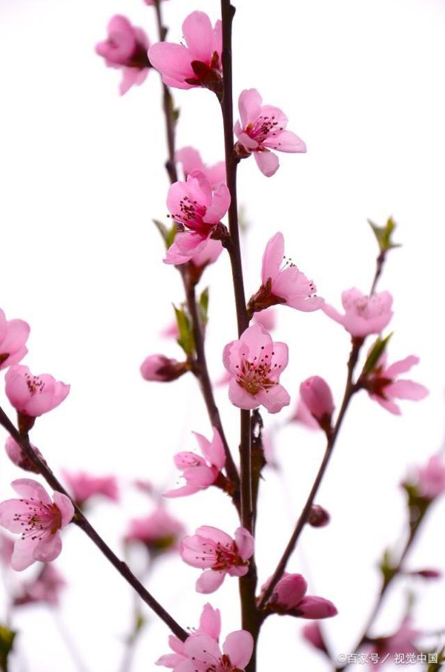 桃花三月开花什么特性