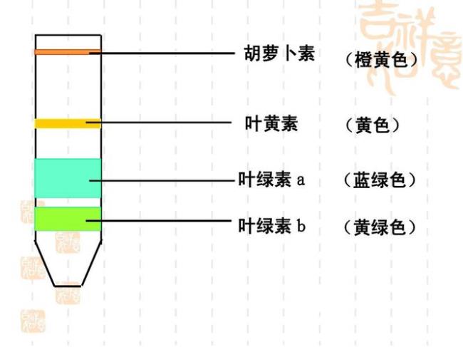 叶绿素a用什么表示