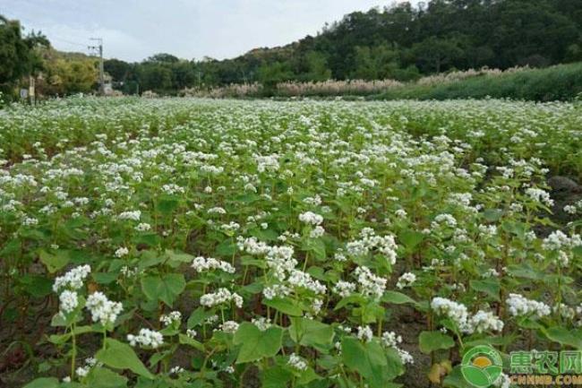 荞麦收获时间和方法