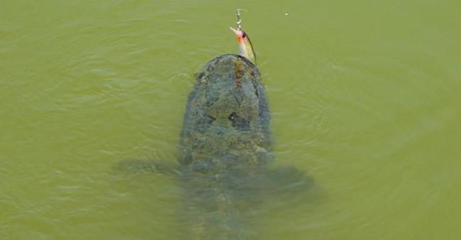 海钓黑鱼如何钓