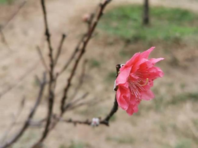 孤芳自赏的孤的意思