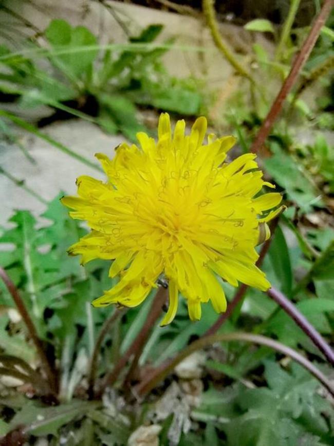 郭兰英苦菜花原唱