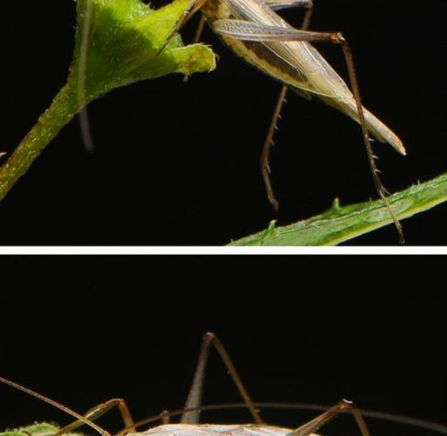 金钟鸣虫怎么分雌雄