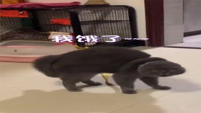 去上学了猫咪怎么办