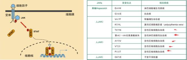 信号分子和受体的结合方式