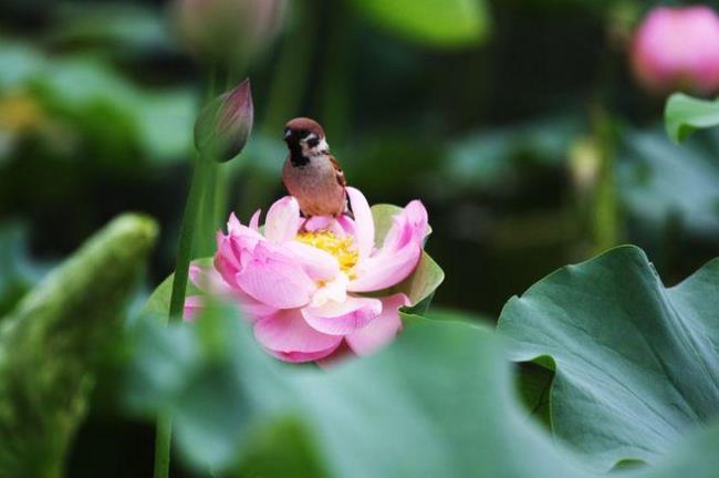 鱼对虫花对鸟是什么课文