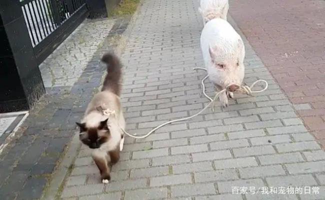 绳子牵猫是什么游戏