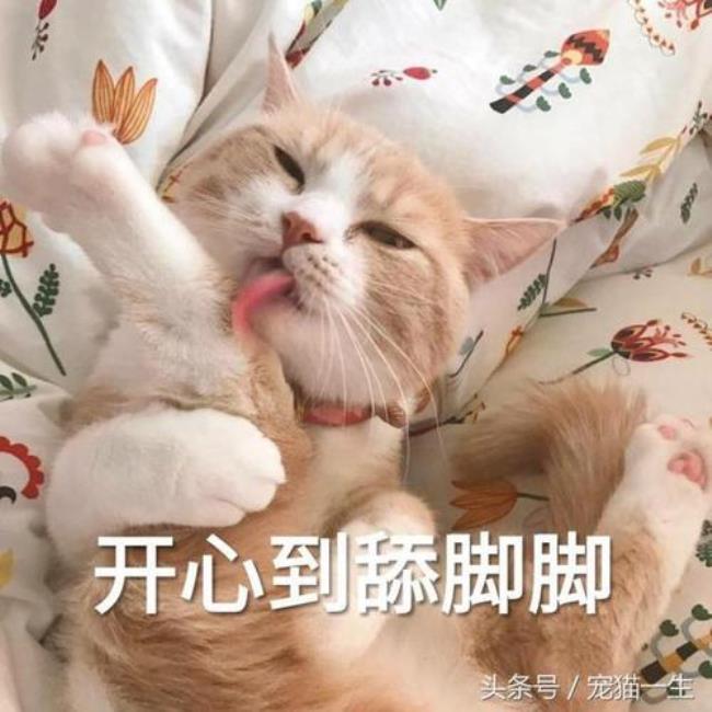 一个超有脾气的猫咪搞笑段子