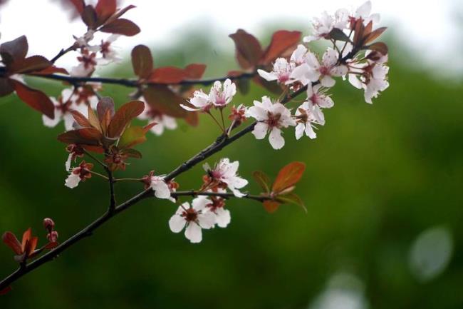 春花落地终成泥全诗