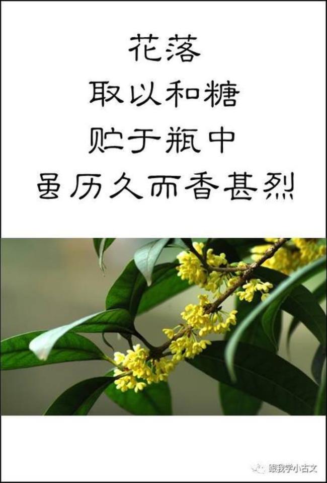 与花有关的文言文