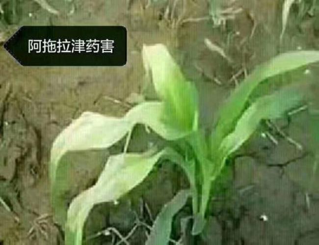 农药金刚钻黄豆打两遍有药害吗