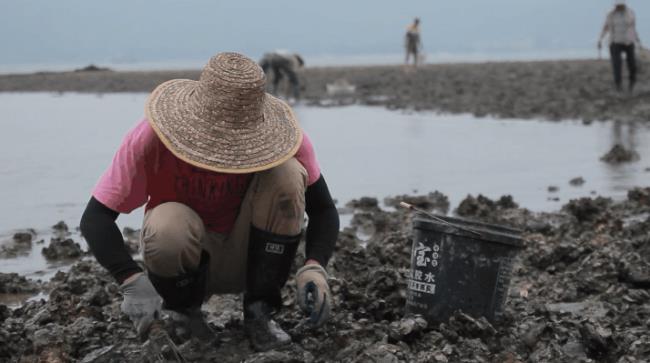 阳东赶海捡海货攻略