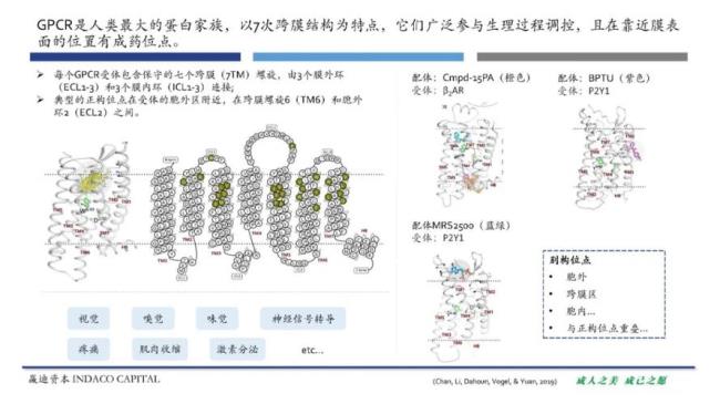 偶联受体什么意思