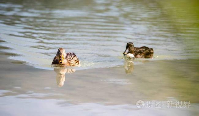 鸭子为什么能浮在水面