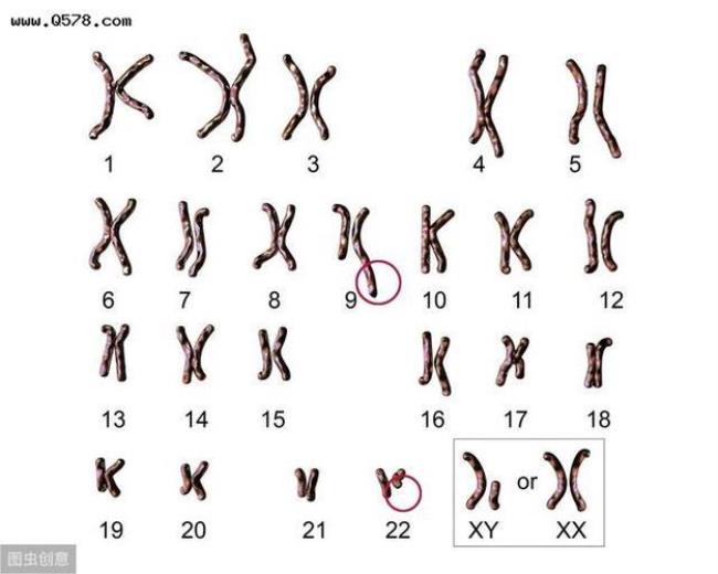 两条Y染色体的人类是怎么样的