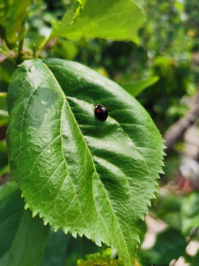 什么虫会吃茶籽树的叶子