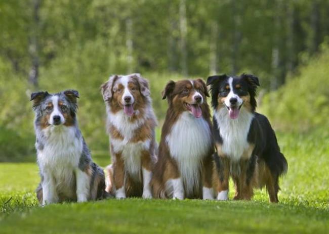 澳大利亚牧羊犬优缺点