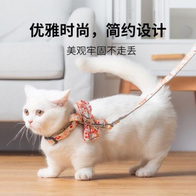 一根绳子给猫做牵猫绳