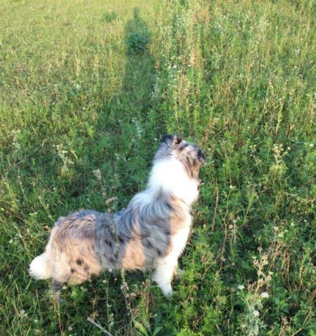 如何繁殖出陨石牧羊犬