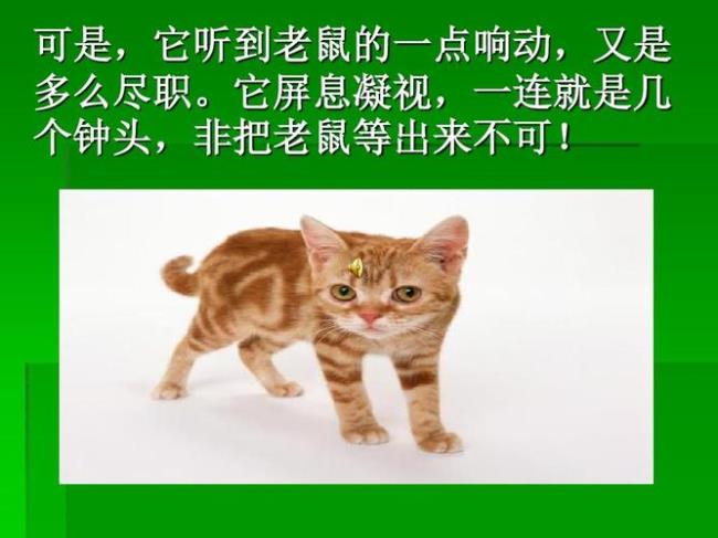 听到猫叫老鼠还会出现吗