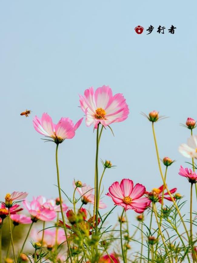 格桑花代表着什么意义何在