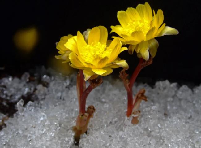 雪莲花是冰凌花吗