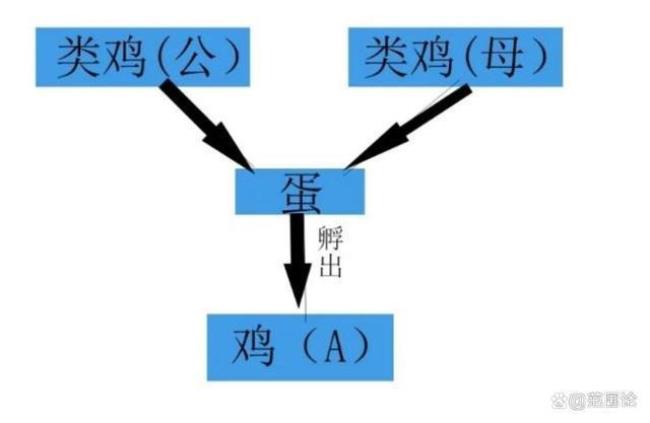 鸡是怎么受精的