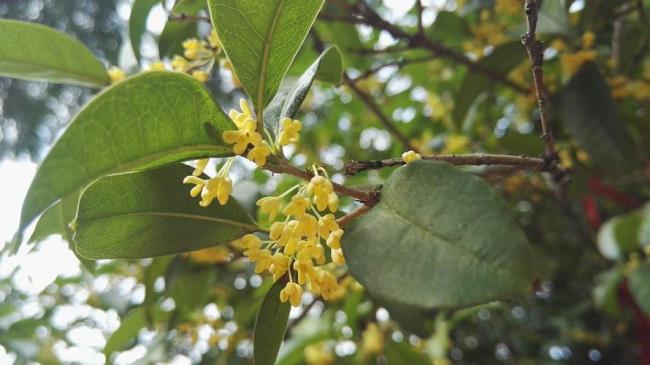 八月桂花香一地名