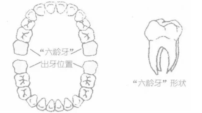 6岁小孩牙齿数量是多少个